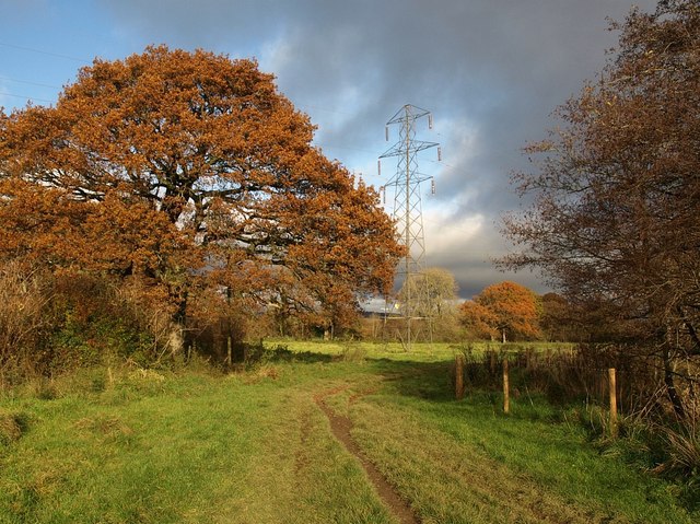 Oak tree